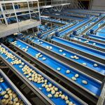 Packhouse dopravníky a výťahy – 7107